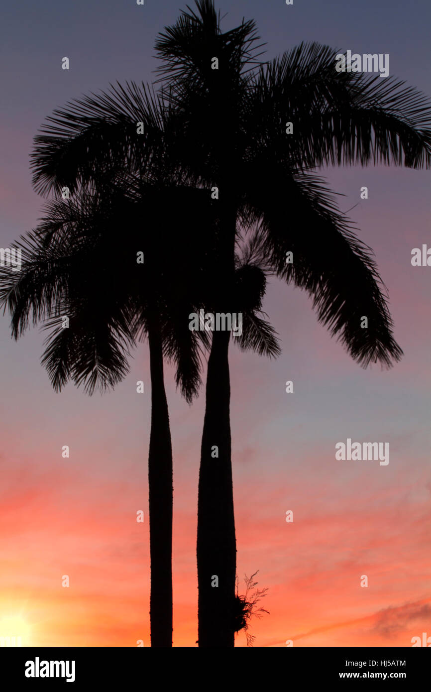 royal palm backlit by sunset Stock Photo