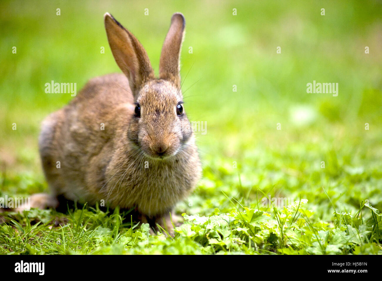 animal, wild, rabbit, hare, jack, wildlife, clicking, journal box, meadow, Stock Photo