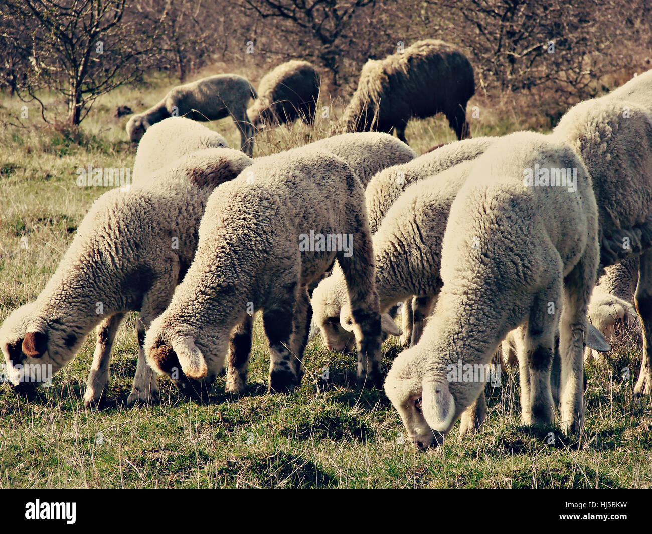 life, exist, existence, living, lives, live, wool, farm, ewe, fold, maddening, Stock Photo