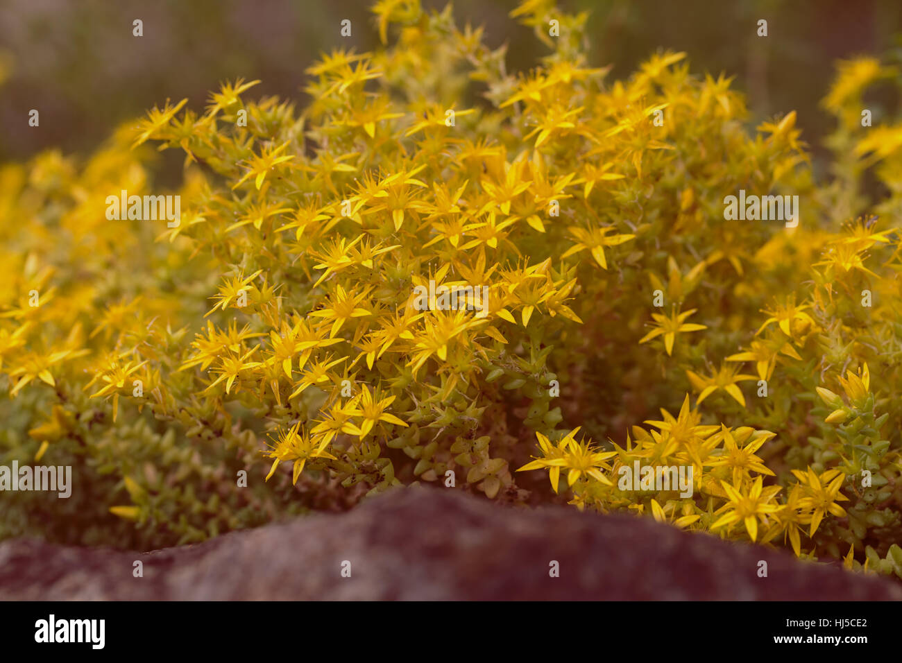 yellow stonecrop on the stone in nature, note shallow depth of field Stock Photo