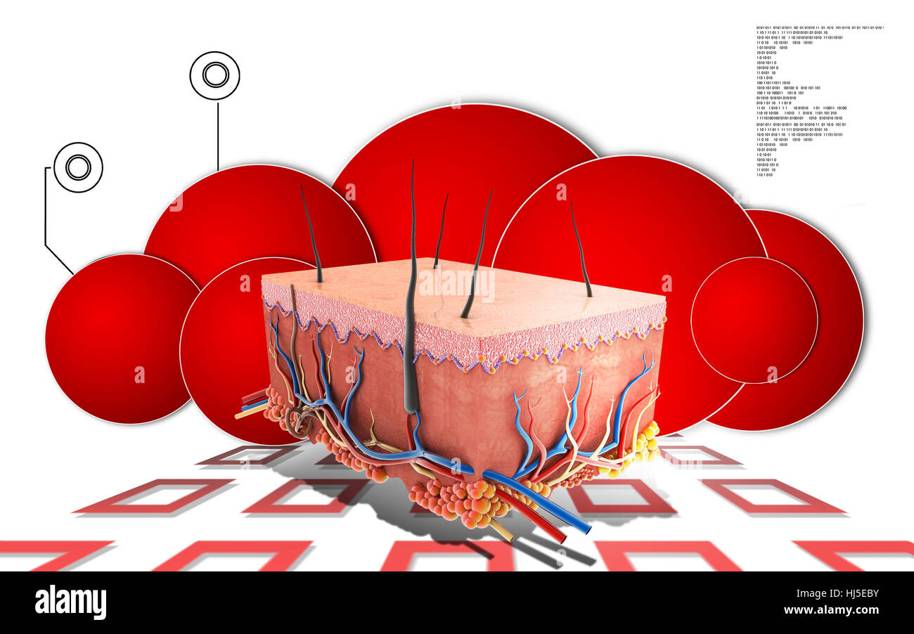 Skin Science Visual education, medicinally, medical, graphics, colour, science, skin, human ...