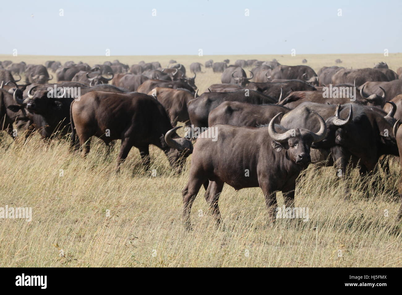 Safar Rind tanzania, rind, horn, safari, tanzania, rind, afrikanischer bffel Stock ...