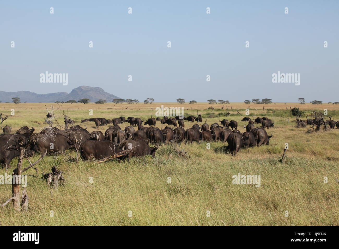 Safar Rind tanzania, rind, horn, safari, tanzania, rind, afrikanischer bffel Stock ...