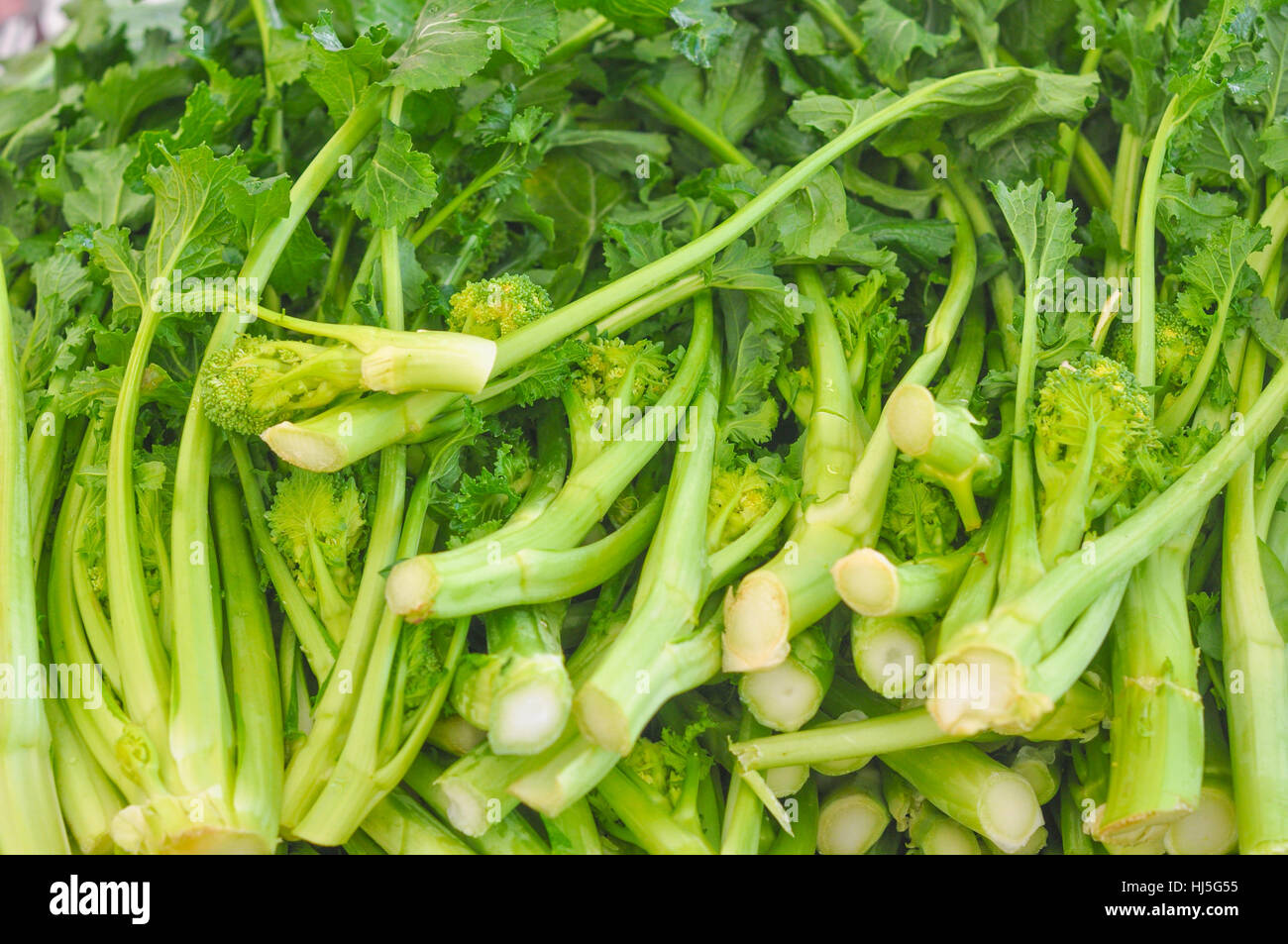 Rapini aka Broccoli Rabe Raap Raab, Broccoletti Broccoli Rape, Cime di ...