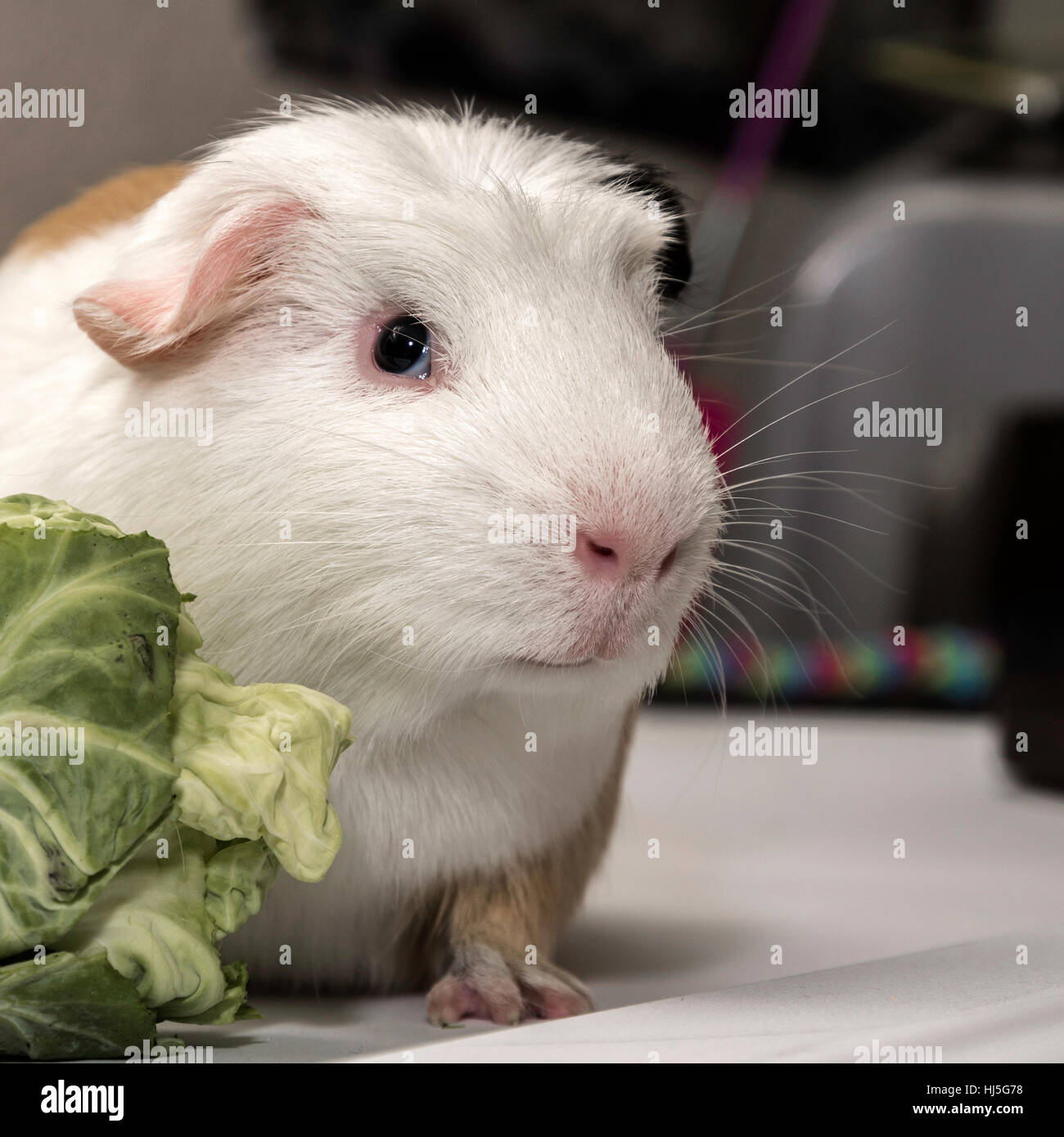 guinea pig broccoli