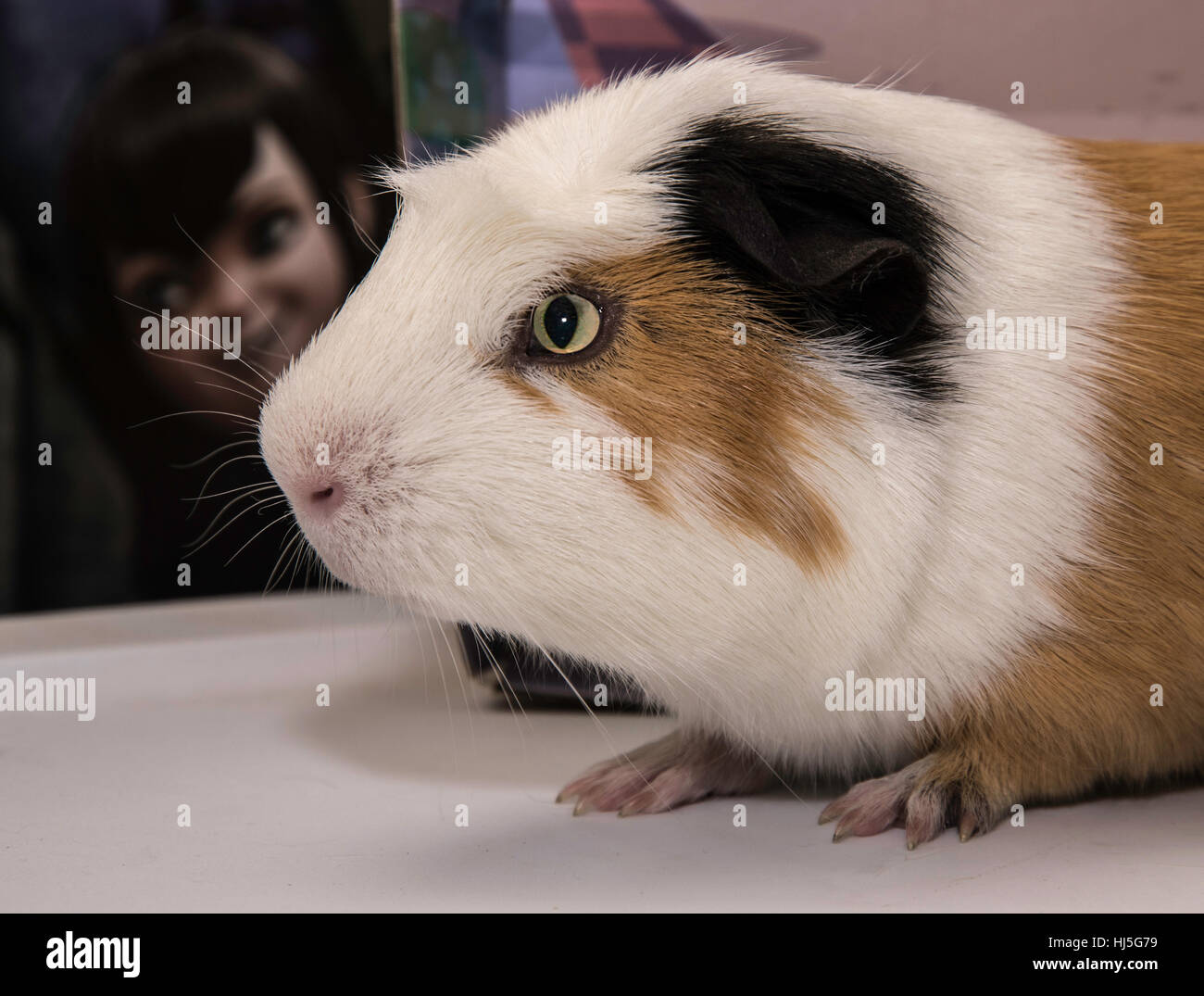 Can Guinea Pigs Live With Cats And Dogs