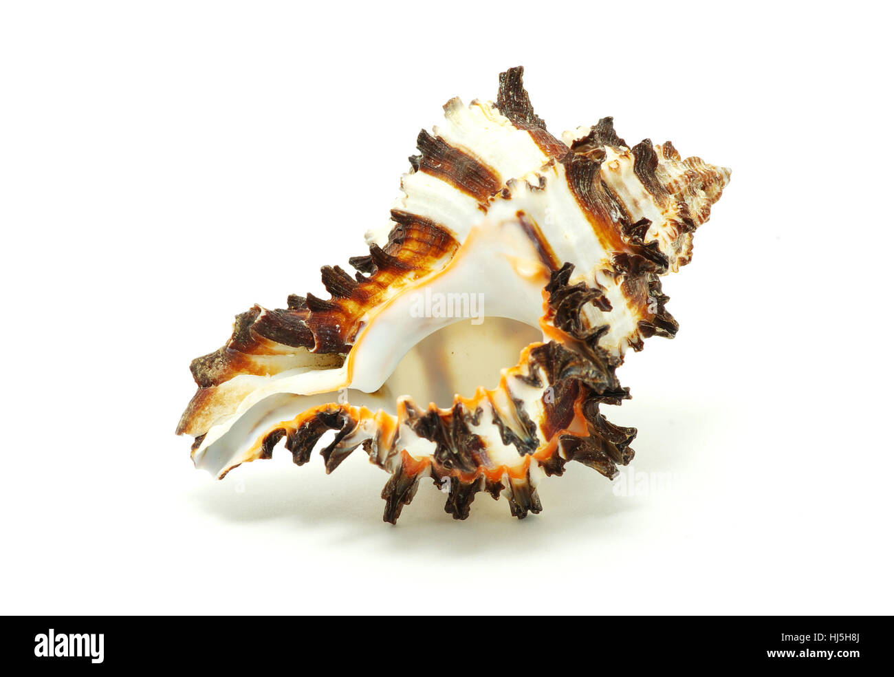 Sea shell isolated on white background Stock Photo - Alamy