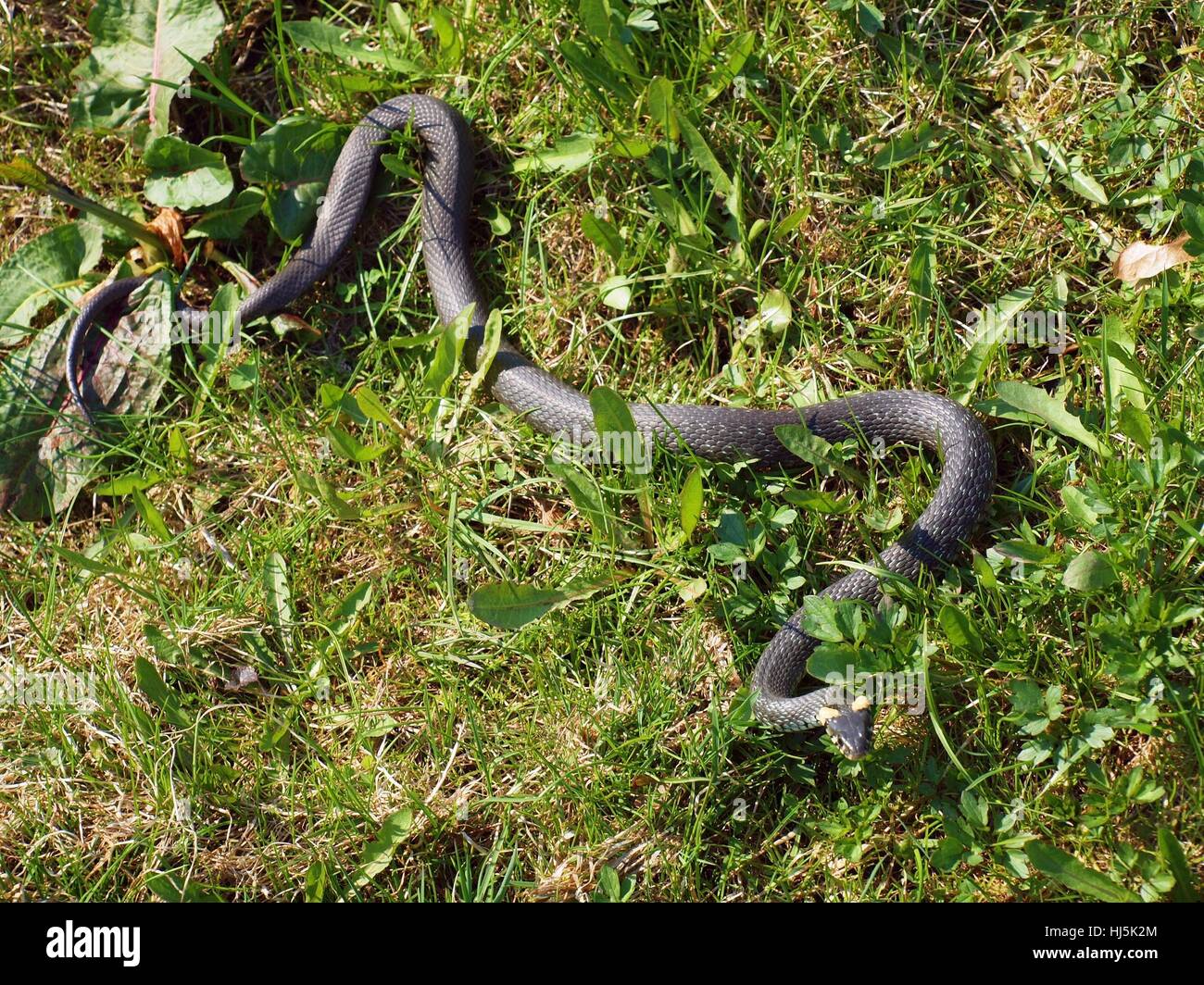 reptile, snake, lawn, green, forest, danger, beautiful, beauteously, nice, big, Stock Photo