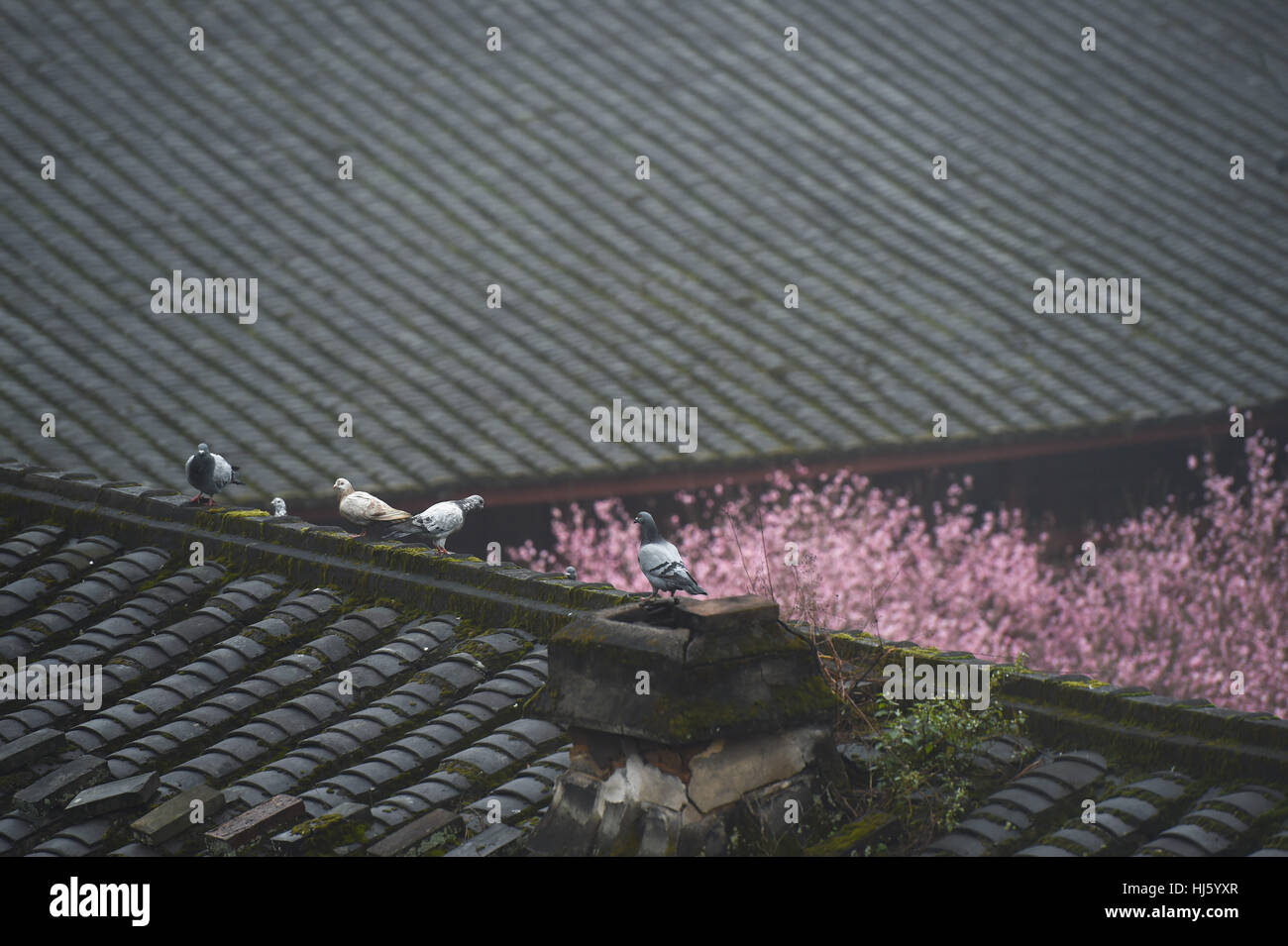 Linyang temple hires stock photography and images Alamy