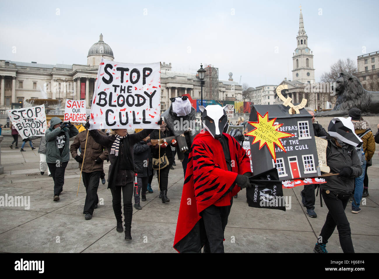 London, UK. 26th January, 2017. Animal rights campaigners march in remembrance of 10,866 badgers killed in the UK during the 2016 season. Credit: Mark Kerrison/Alamy Live News Stock Photo