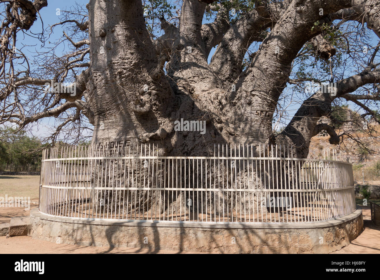 HYDERABAD, INDIA - JANUARY 21,2017 Baobab Tree also known as Hathyin ka jaad Stock Photo