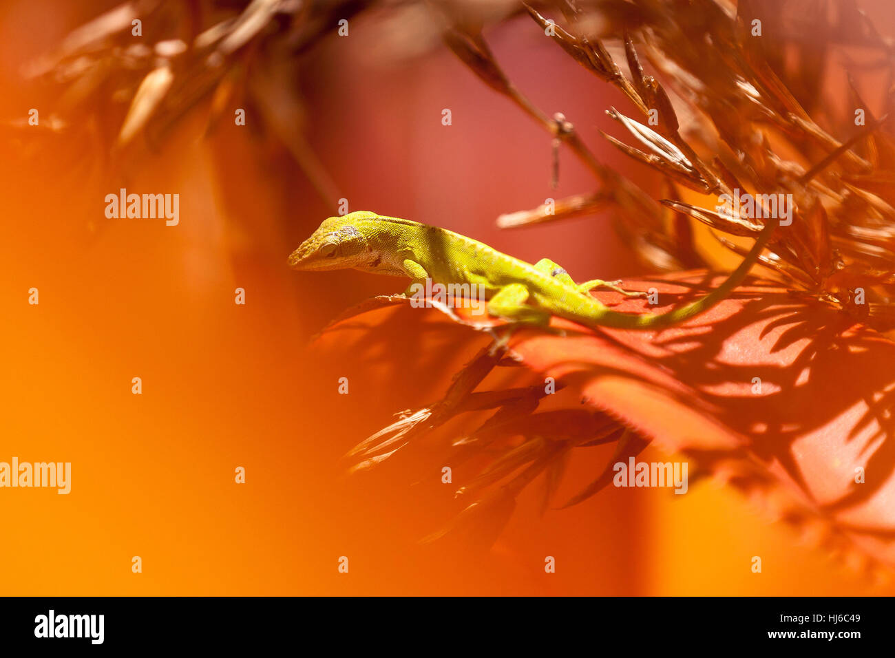 hawaiian lizard Anolis carolinensis Stock Photo Alamy