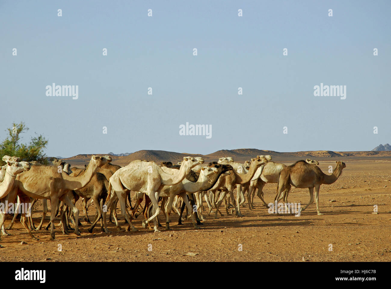 camel herd on the edge of the acacus mountains Stock Photo