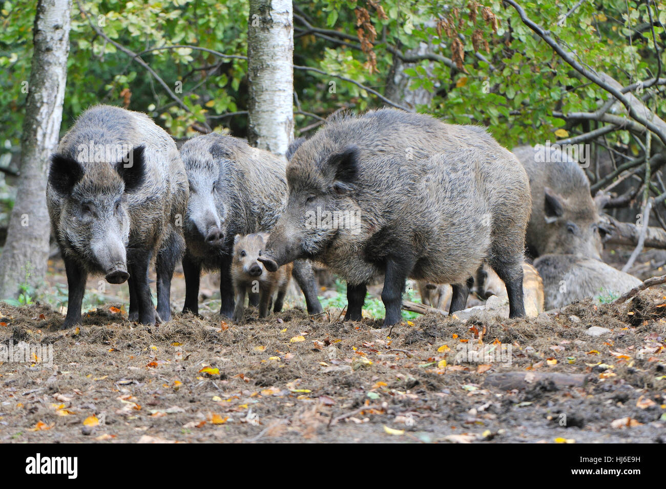 summer, summerly, saxony, wild boar, pig, wild boars, forest, rout, mammal, Stock Photo