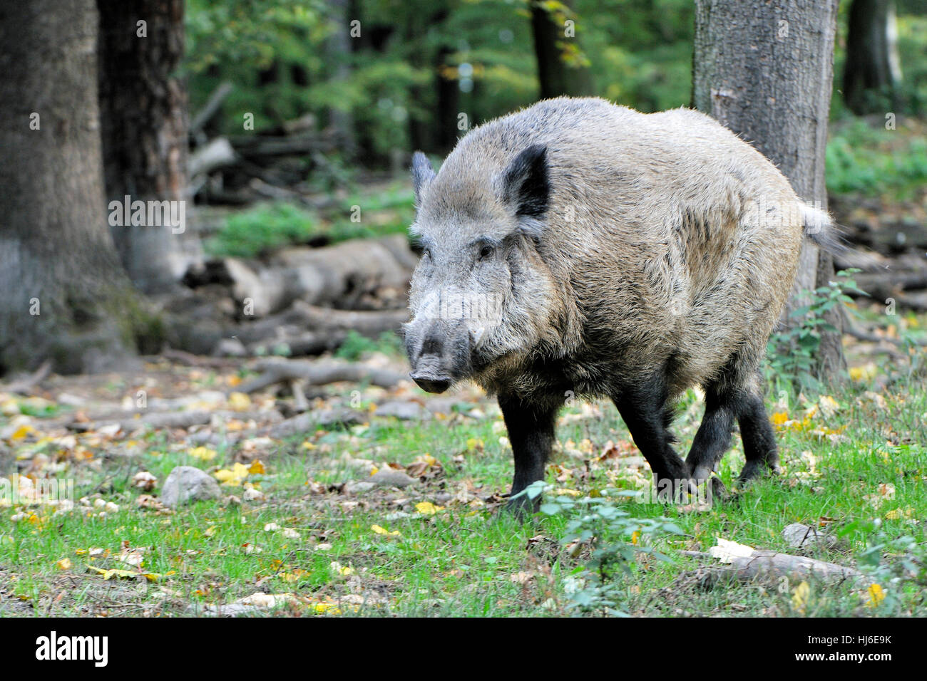 summer, summerly, saxony, wild boar, pig, wild boars, forest, rout, mammal, Stock Photo