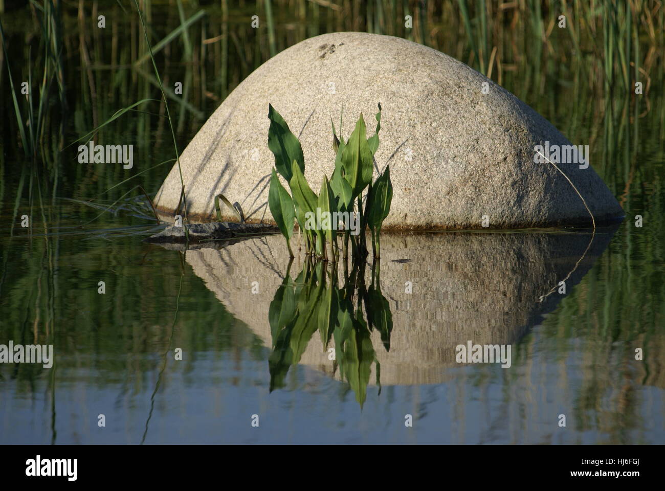 stone, mirroring, reflection, fresh water, pond, water, foundling, lake, inland Stock Photo