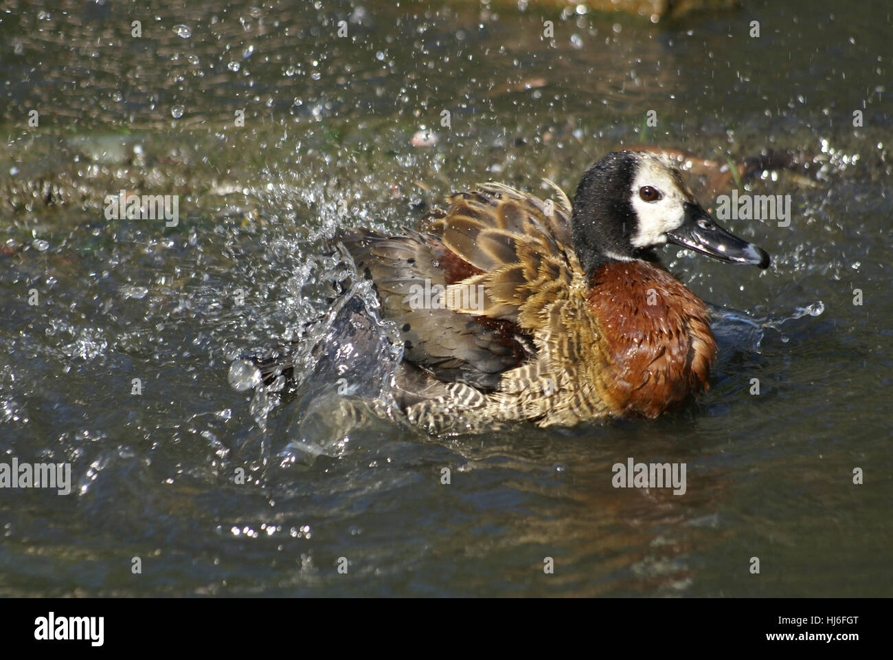 bird, birds, poultry, bathing, water, bird, birds, squirt, wash