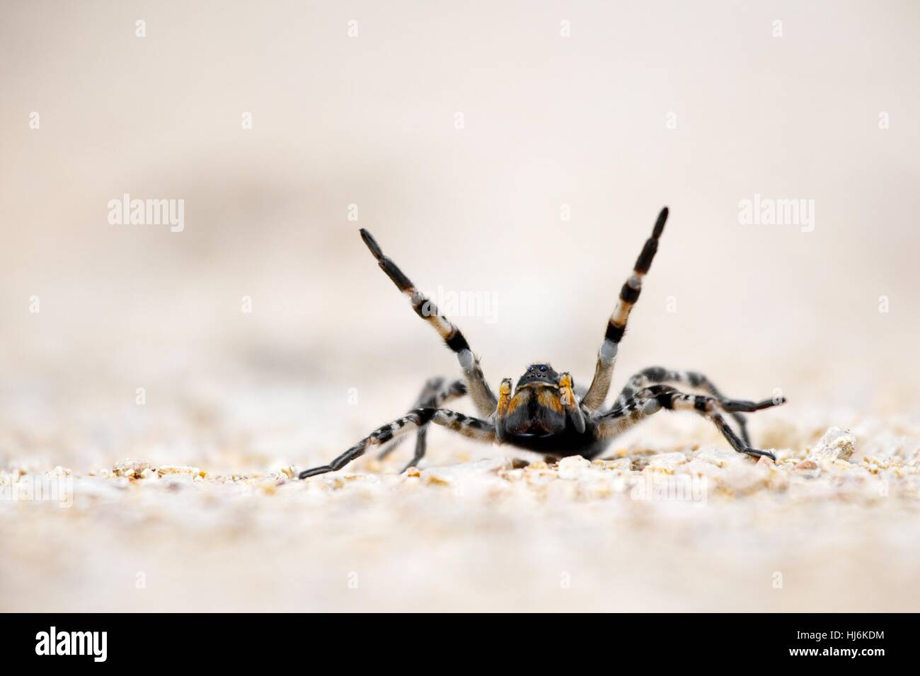 macro, close-up, macro admission, close up view, closeup, animal, spider, Stock Photo