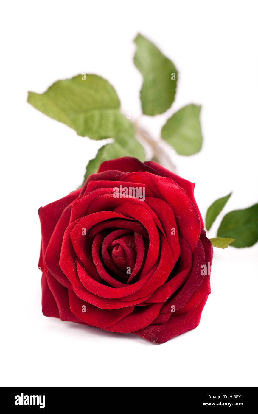 single fresh red rose Stock Photo - Alamy