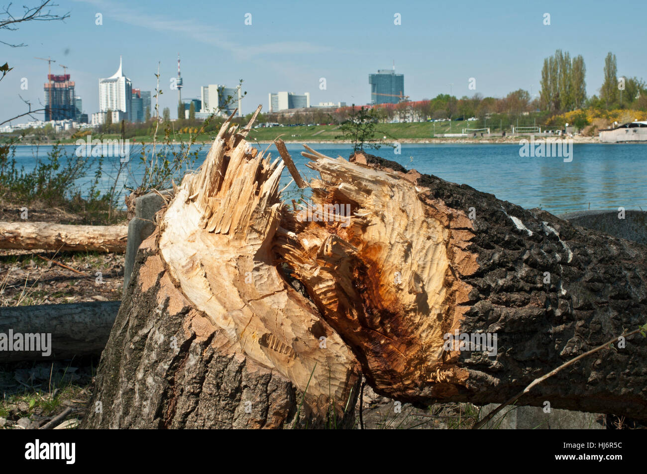 beaver tree on the danube island in front of the viennese skyline Stock Photo