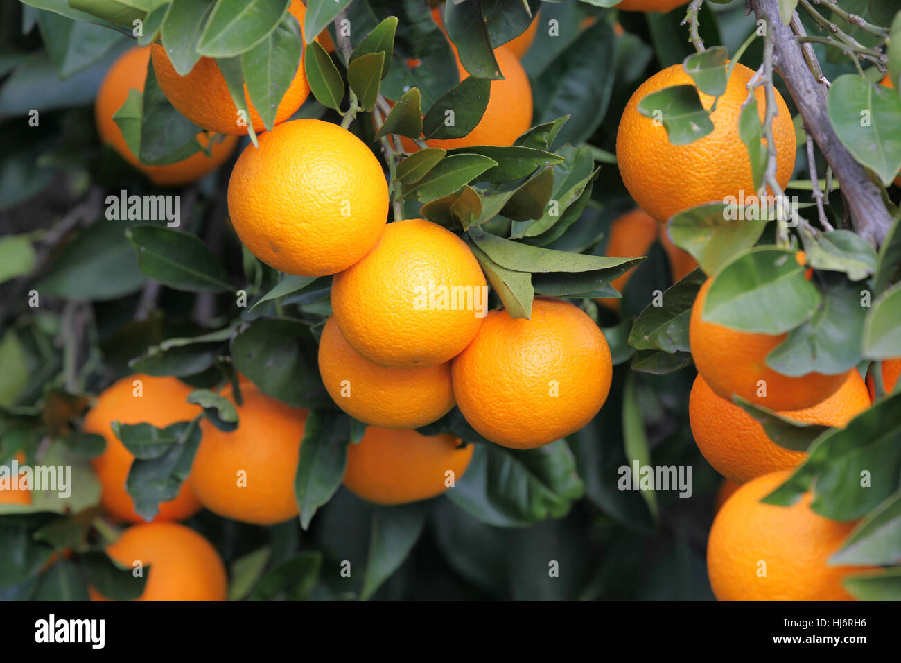 detail view of an orange tree Stock Photo