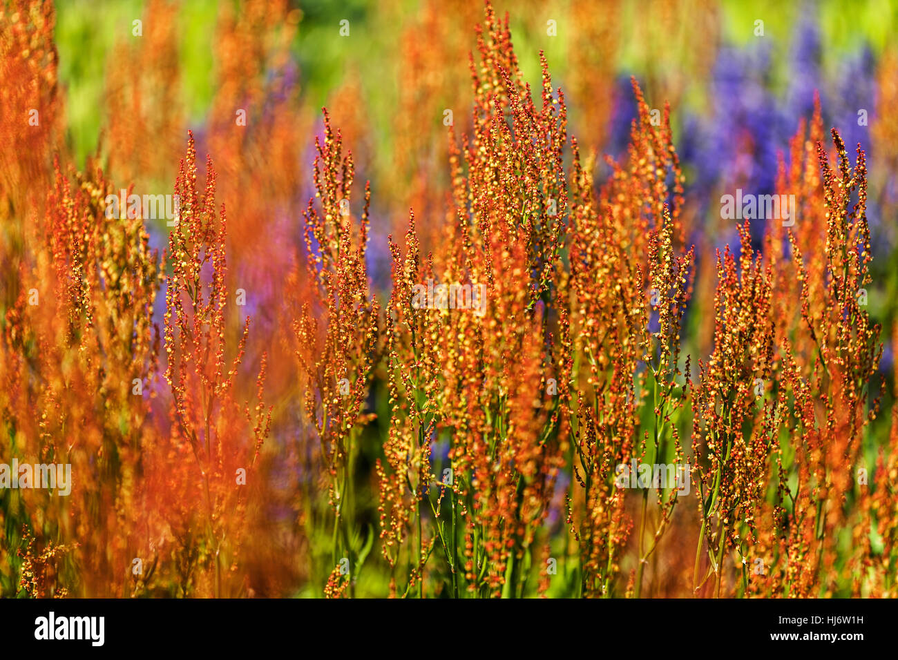 Tall dry grass purple flowers hi-res stock photography and images - Alamy