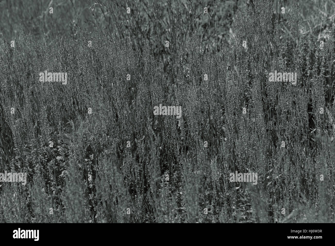 Tall dry grass purple flowers hi-res stock photography and images - Alamy