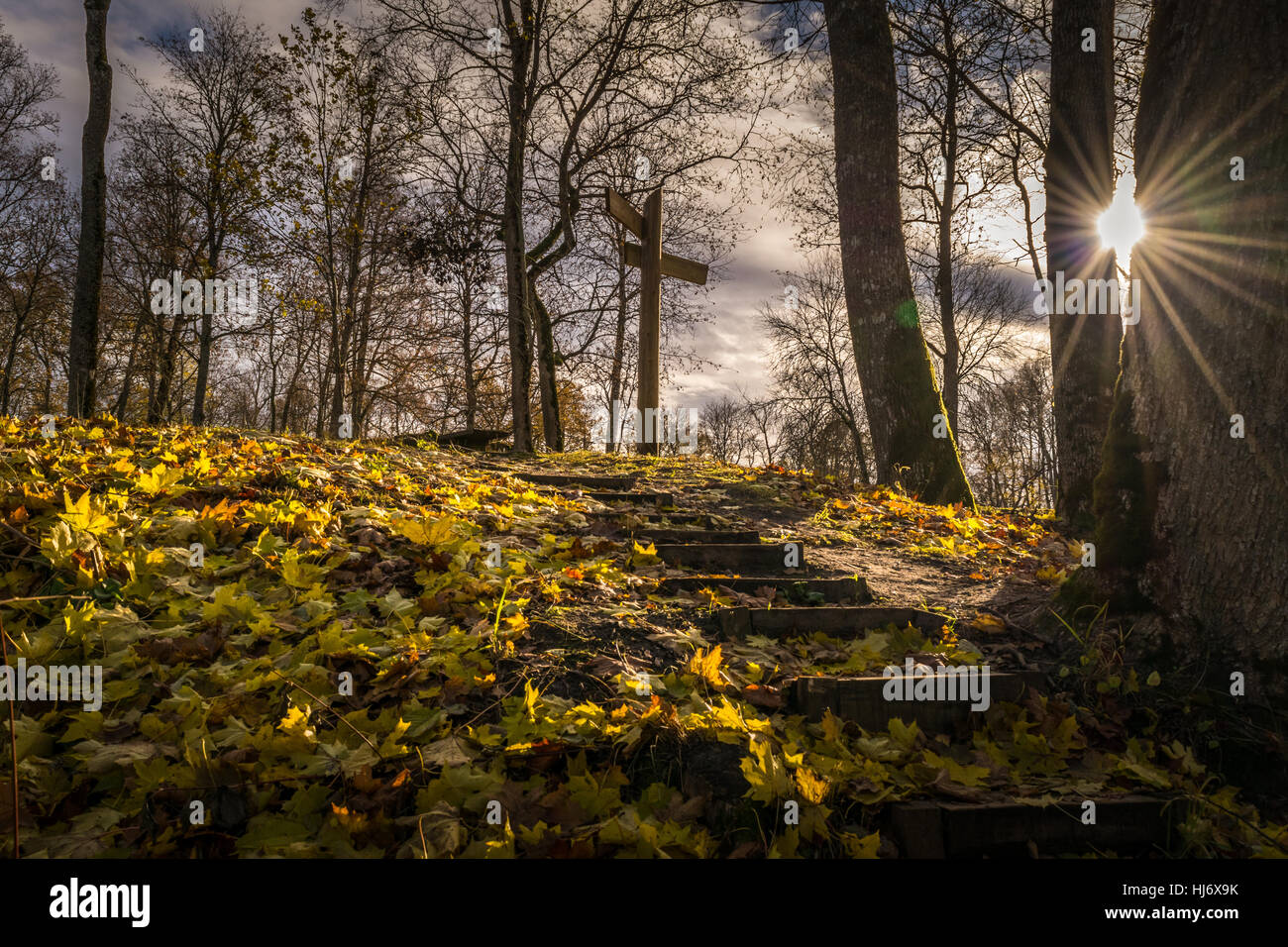 Sunny Autumn Day in the Forest with Yellow Fallen Leaves Stock Photo ...