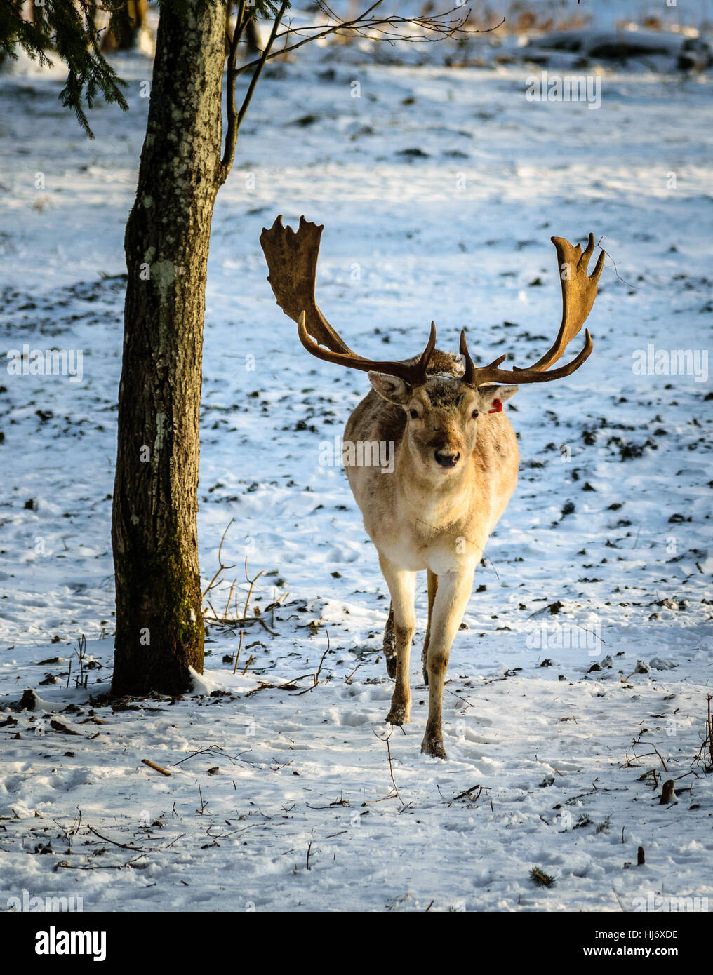 Deer With Large Antler in the Winter Forest Wildlife Photograph Stock Photo