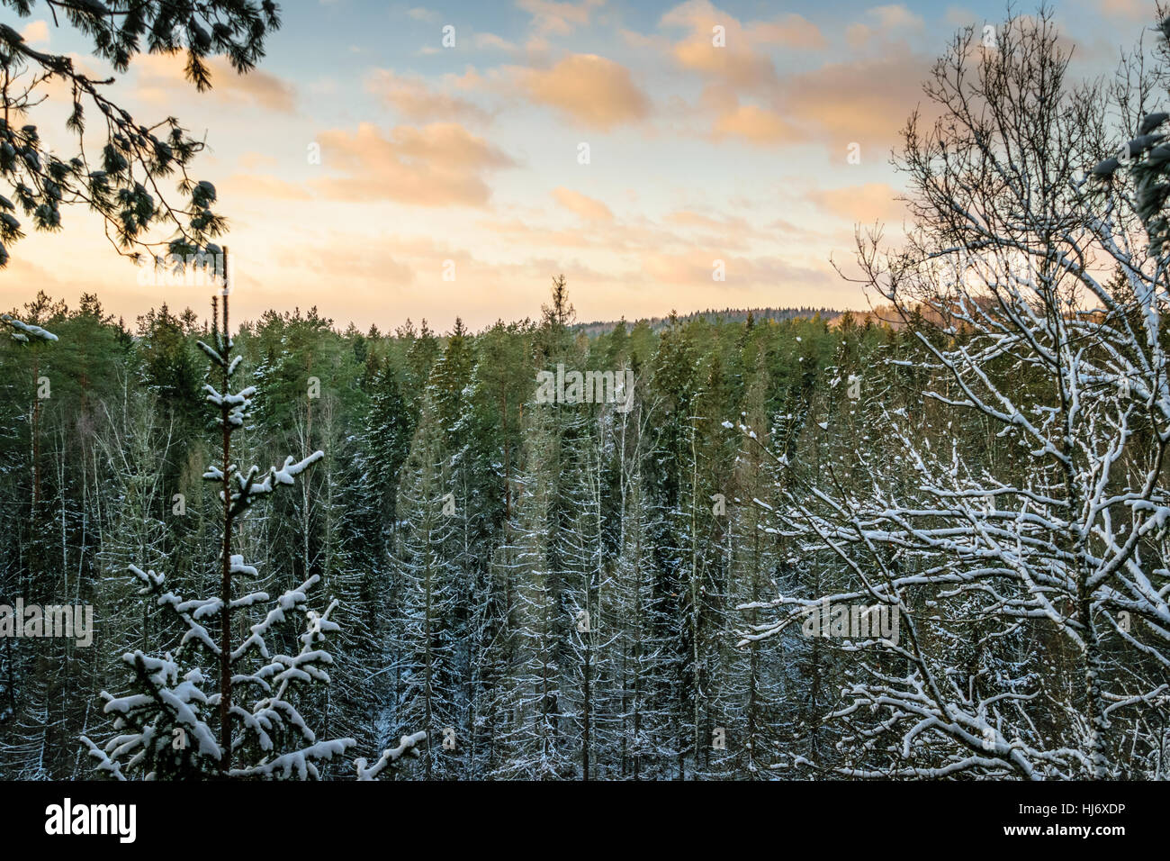 Spruce Tree Forest Covered with Snow Winter Landscape Photograph Stock ...