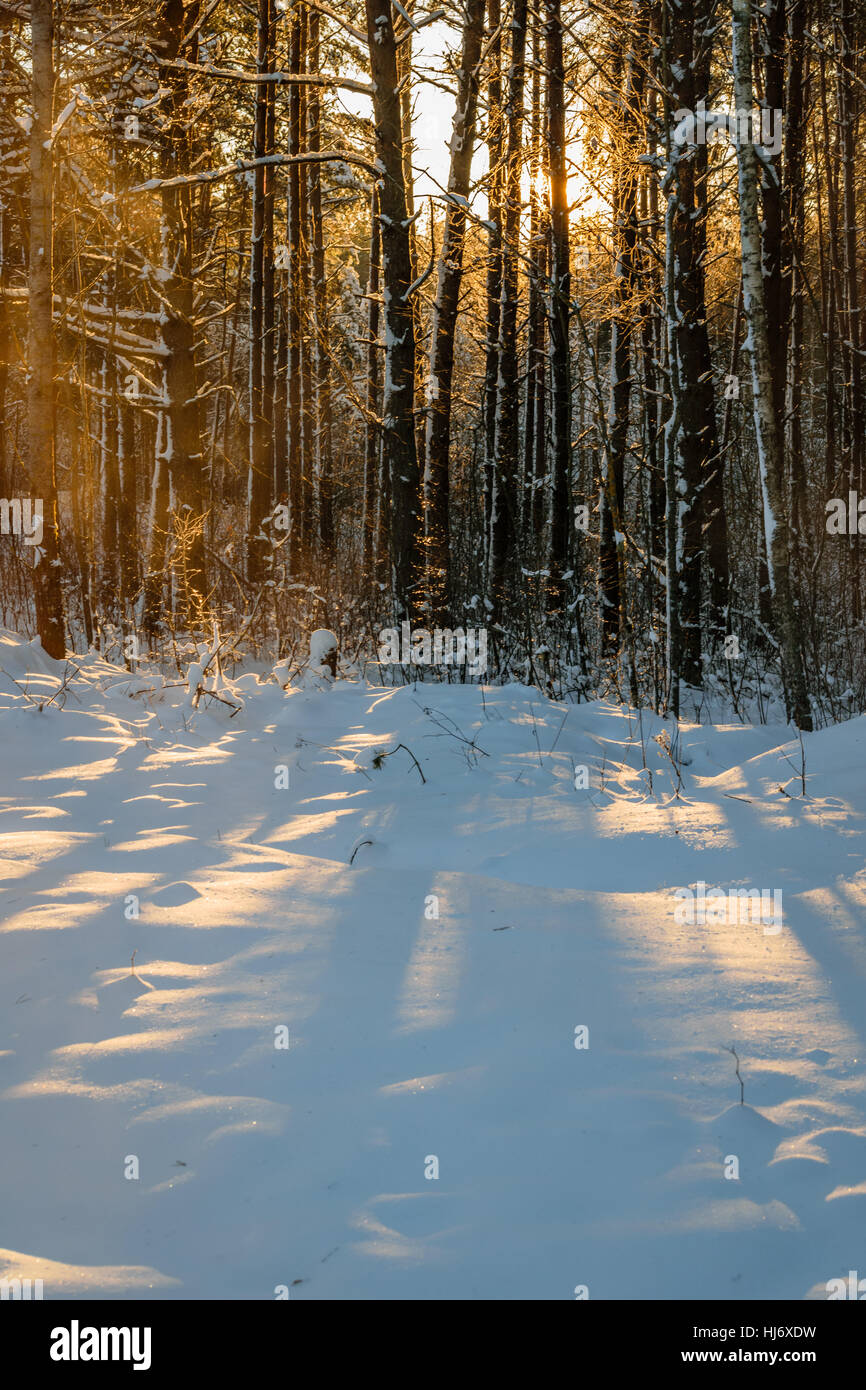 Sunlight Shining Through Snow Covered Trees in Winter Forest During ...
