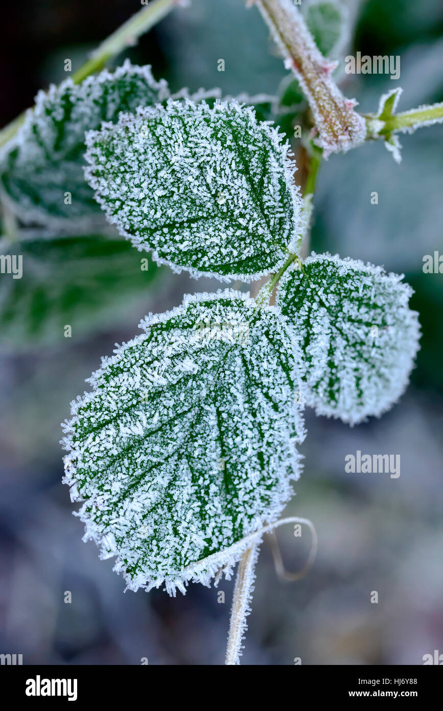 Crystals of frost on green leaves of plants. Close up Stock Photo - Alamy