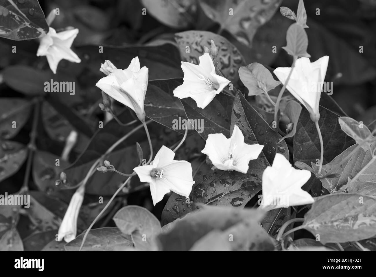 Delicate flowers of bindweed in nature, note shallow depth of field Stock Photo