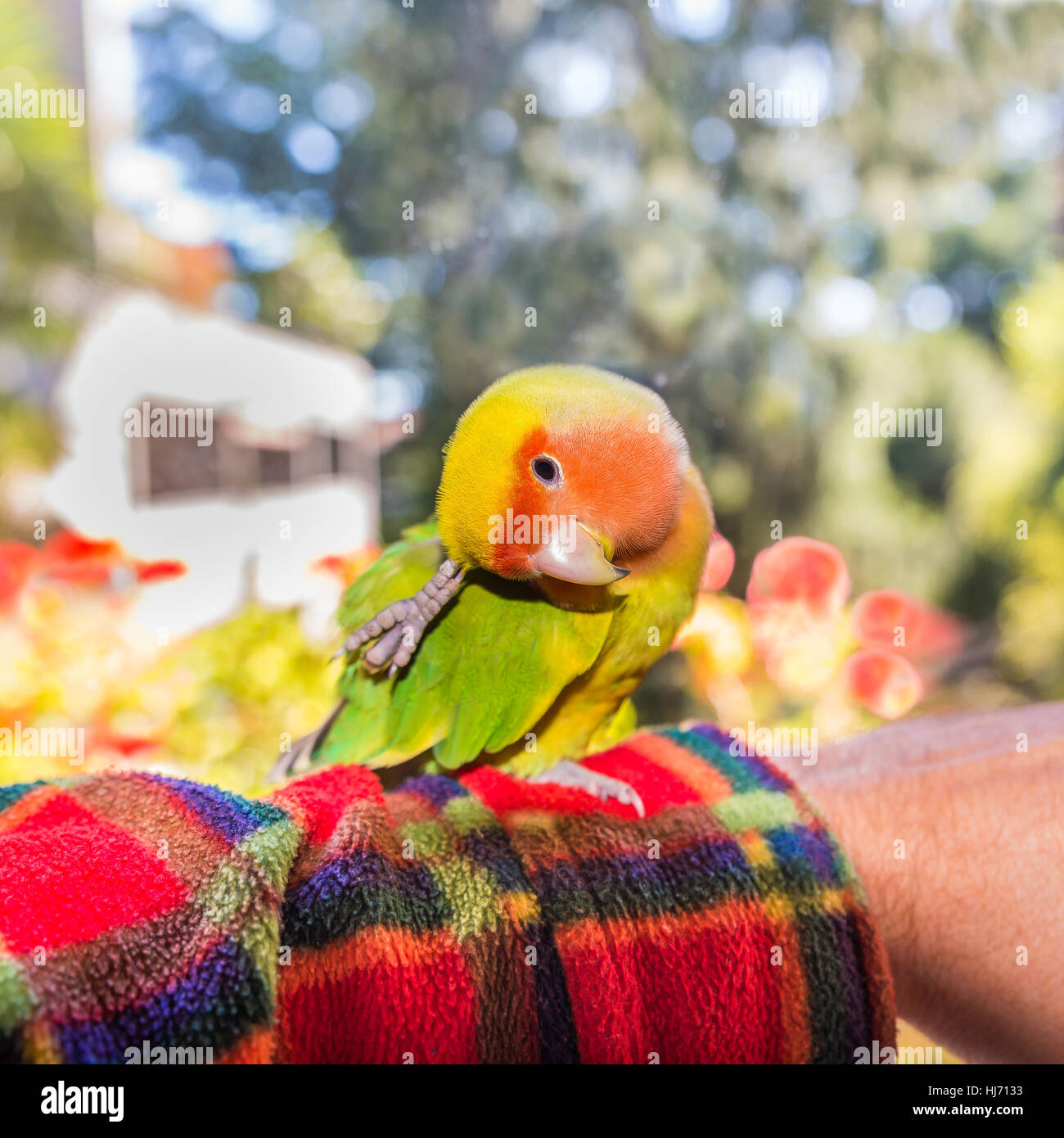 Colorful Agapornis roseicollis, also called lovebird parrot or peach faced, on the arm while he scratches Stock Photo