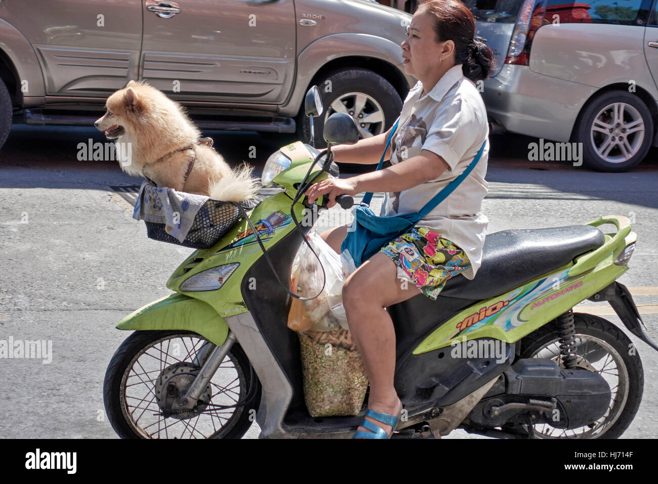Dog on motorcycle hires stock photography and images Alamy