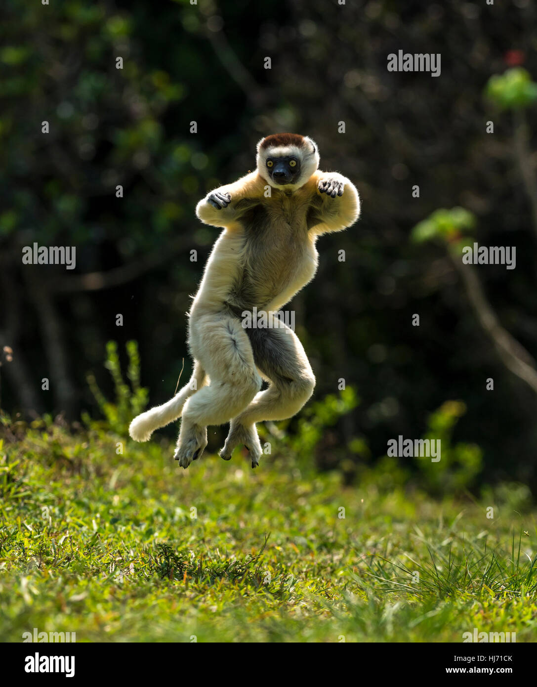A verreaux sifaka lemur moving bipedally in a forward and sideways movement in open space of dry-forest of Madagascar , october 2016 Stock Photo