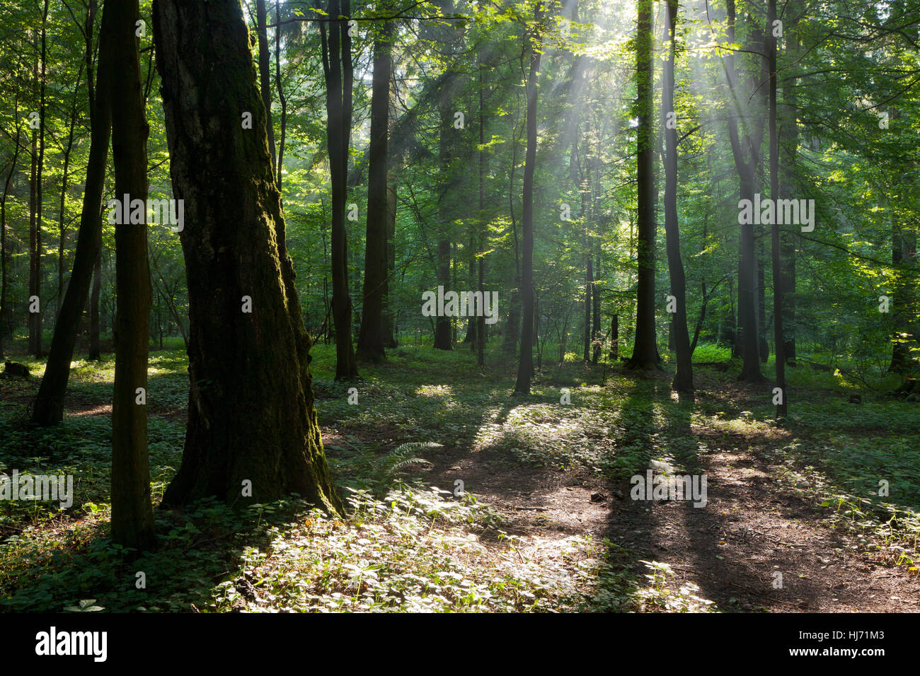 tree, sunrise, sunbeam, morning, shaft, forest, tomorrow, tree, trees