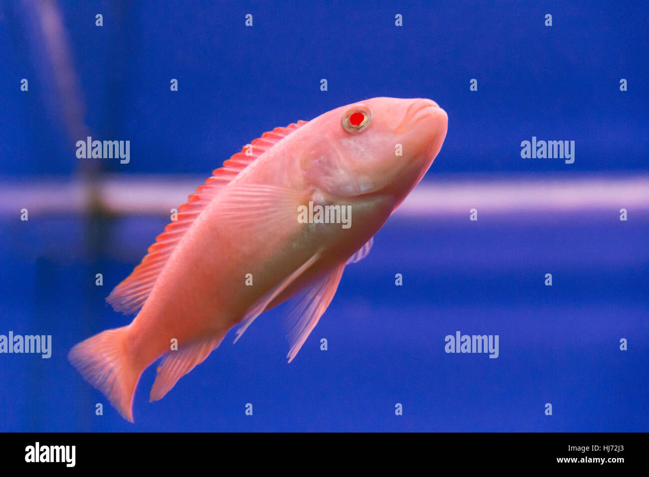 Photo of aquarium fish aulonocara in freshwater Stock Photo