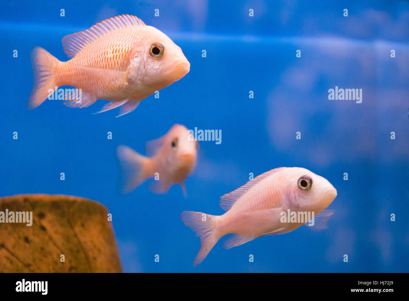Photo of aquarium fish aulonocara in freshwater Stock Photo