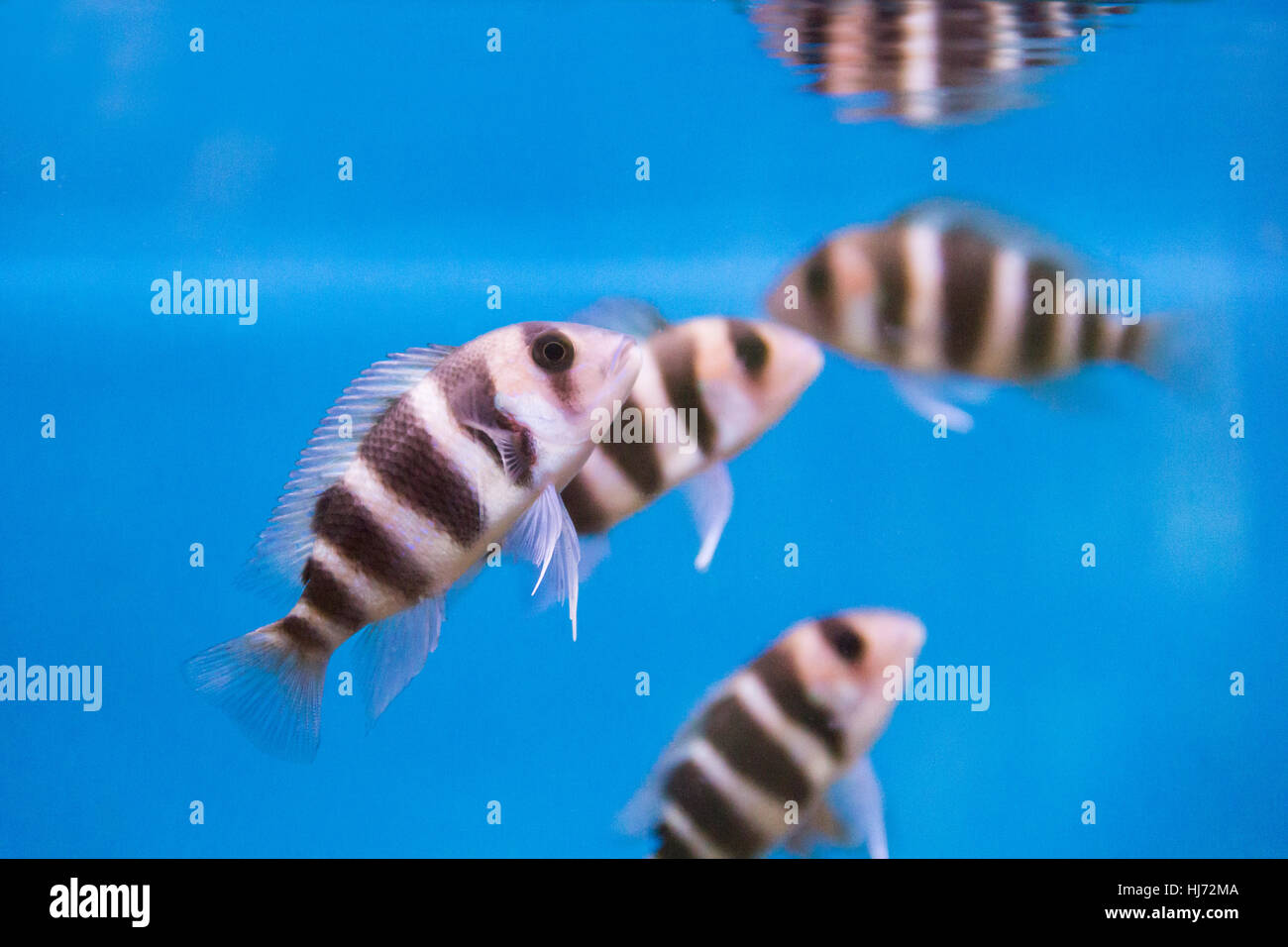 Photo of striped fish frontosa in aquarium Stock Photo