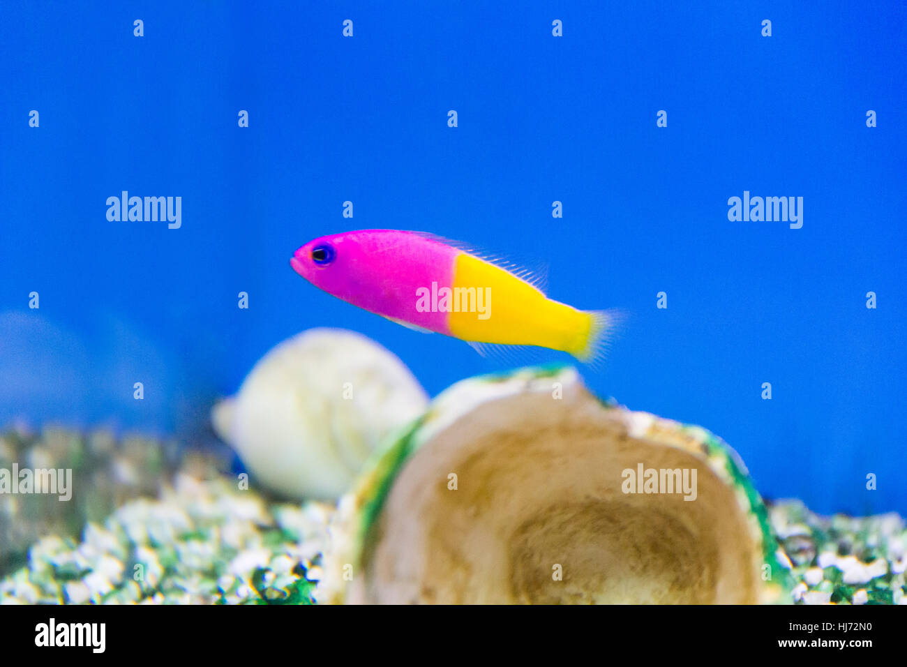 Photo of fish pseudochromis paccagnellae in aquarium Stock Photo