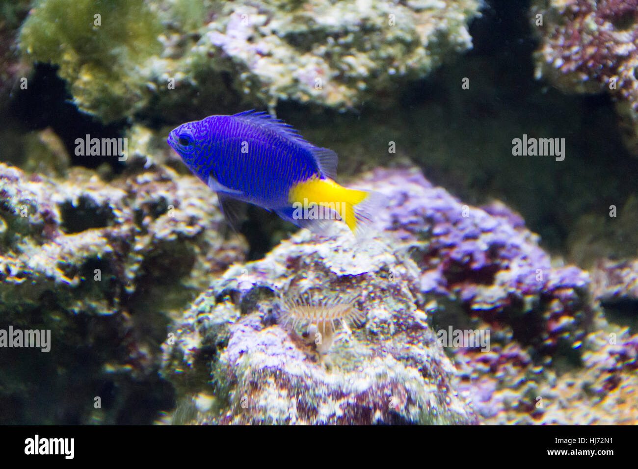 Photo of aquarium fish chrysiptera parasema with yellow tail Stock Photo