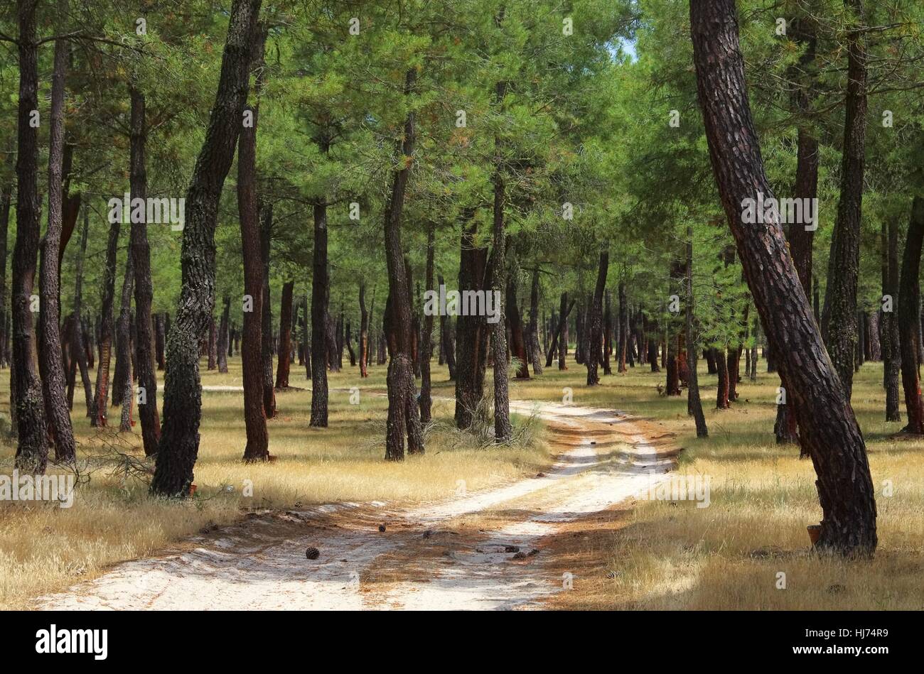 tree, resin, pine, forest, tree, trees, green, spain, resin, south, dry, dried Stock Photo