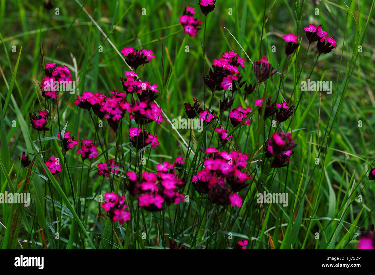 wild carnations bloomed in the grass, note shallow depth of field Stock Photo