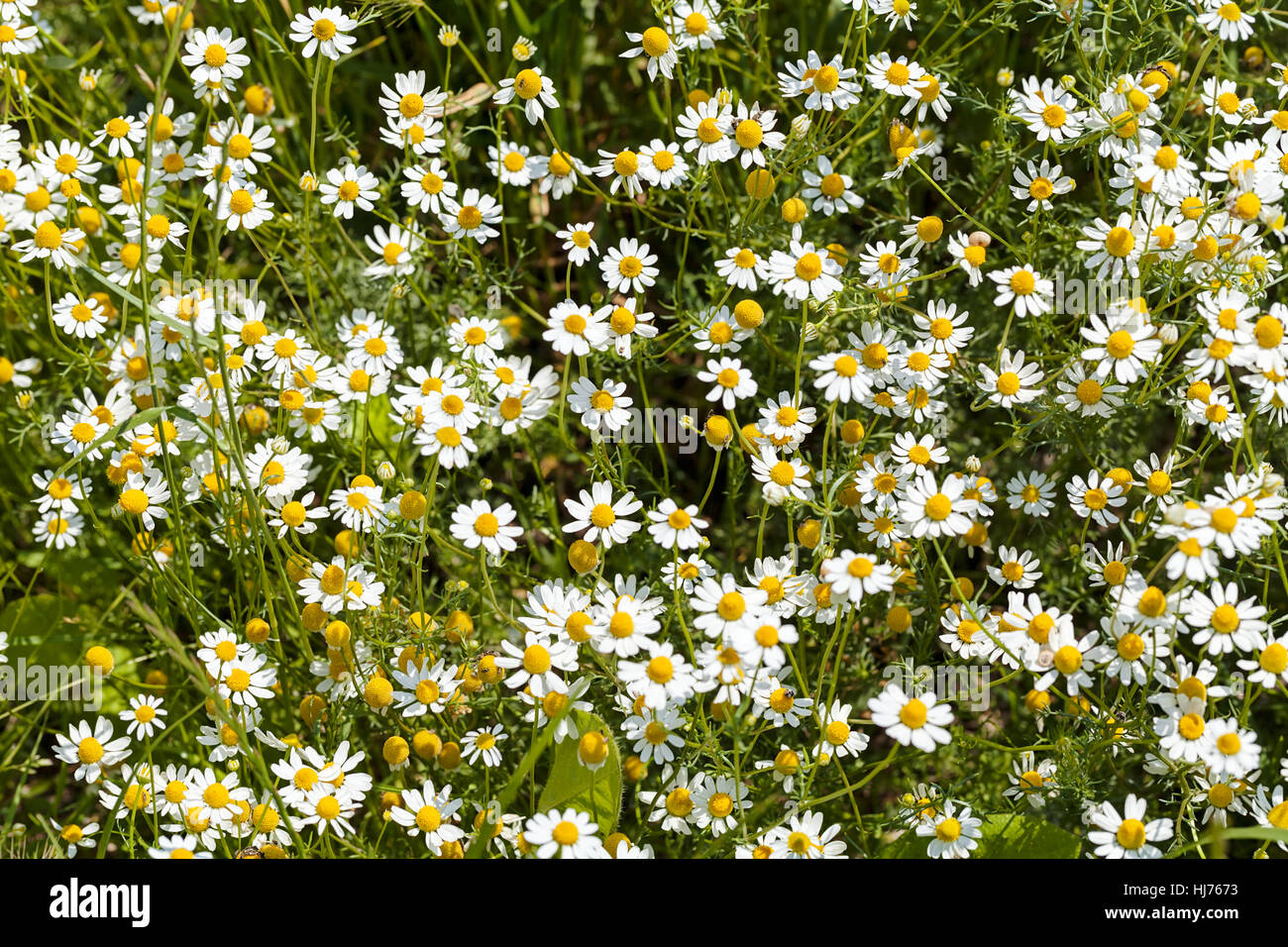 Chamomile in the meadow , note shallow depth of field Stock Photo - Alamy