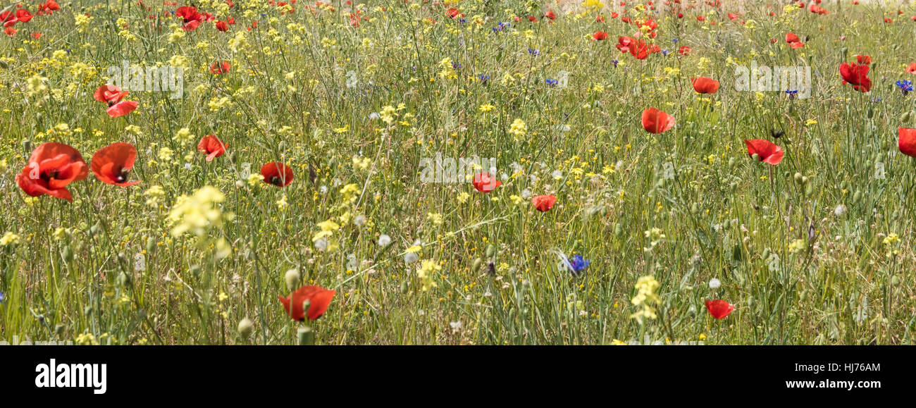 Field of bright red corn poppy flowers in summer Stock Photo - Alamy
