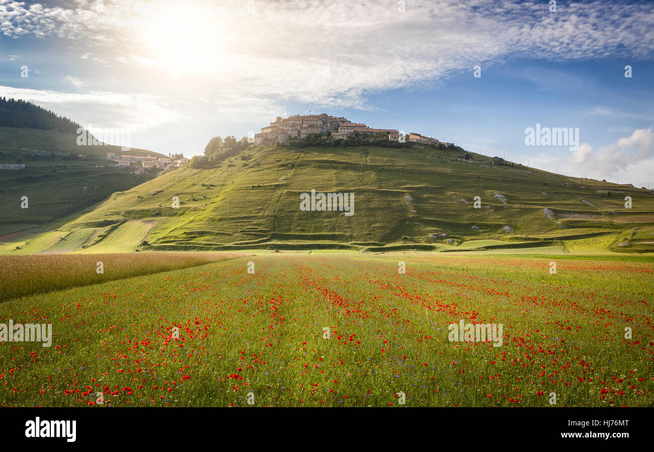 Castelluccio in a blooming field of poppies, Piano Grande, Italy Stock ...