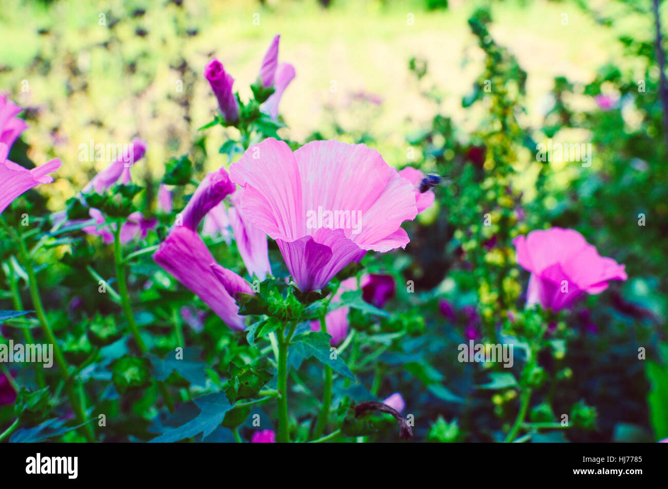 big beautiful pink flowers of Lavatera closeup on the blurry background. Stock Photo
