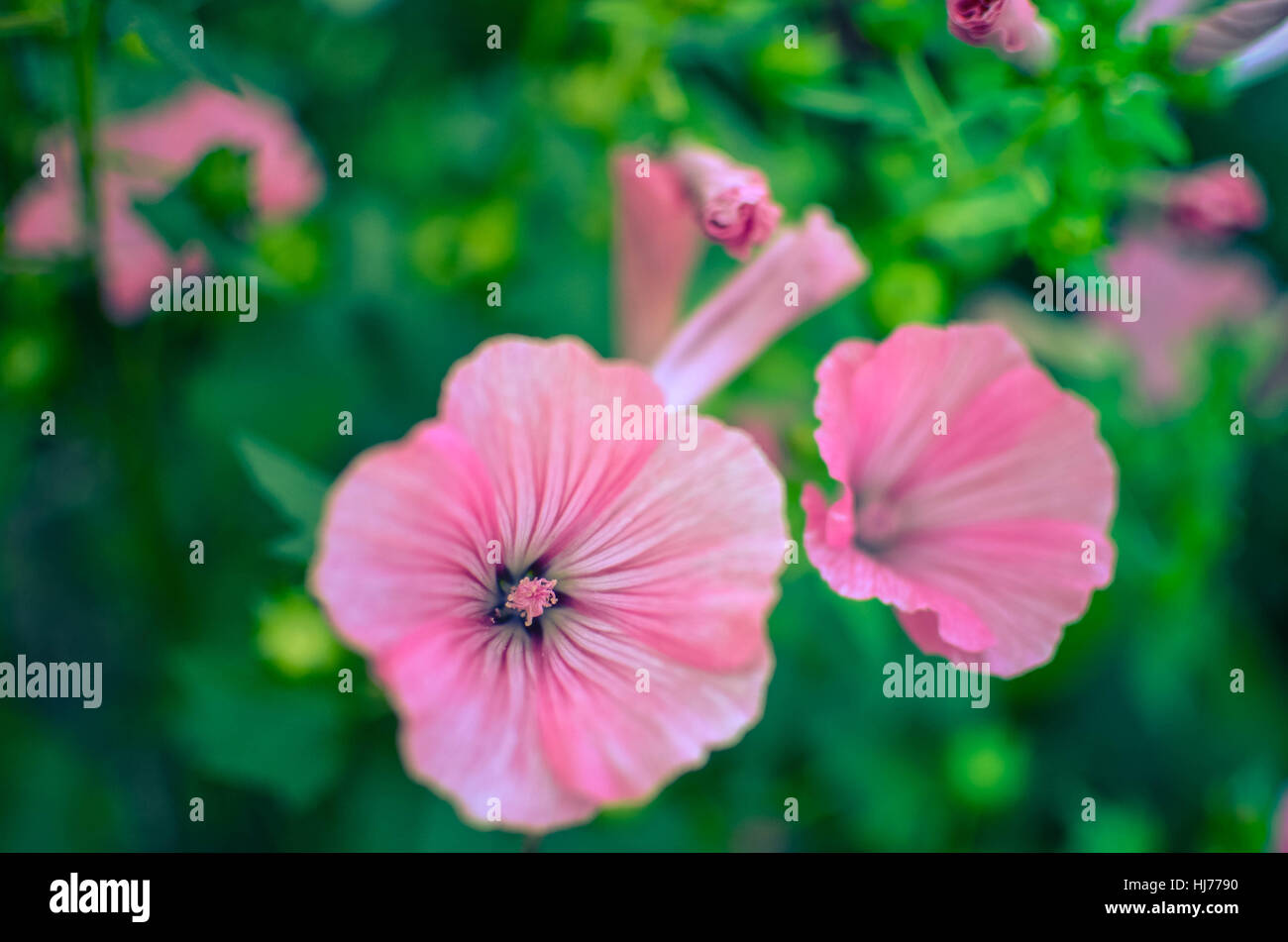big beautiful pink flowers of Lavatera closeup on the blurry background. Stock Photo