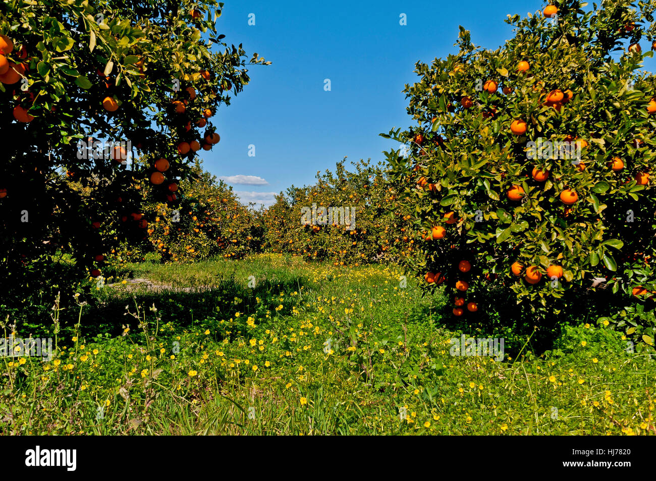 orange, spain, orcharding, fruit-growing, citrus, blue, orange, vitamins, Stock Photo